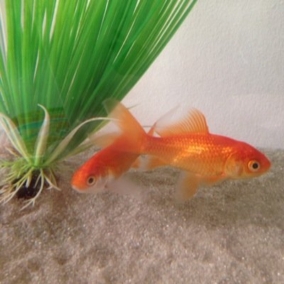 CinnamonComms's profile picture. We are Salmon and Tuna, the Cinnamon Communications office fish. We talk about things we like and dislike. Our views are our own.