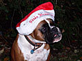 Advent_online's profile picture. Weihnachten Advent Christmas Blog - Tipps rund um das Thema Weihnachten und Advent. Christmas, Xmas, Santa Claus