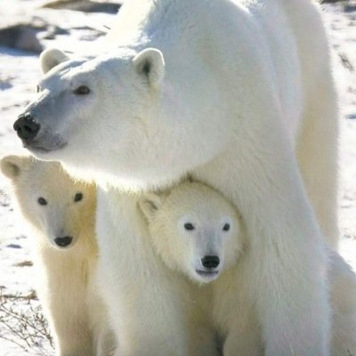 To intrduce and to promote CANADA, & THE VERY BEST of CANADIAN goods and services MADE IN CANADA today. Site 
Non commercial