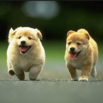 weLovePuppies! Please submit your pictures to us!