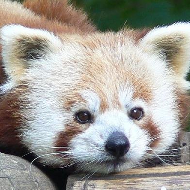 pscl57's profile picture. ❤💛 Prenez soin de vous. 🙏