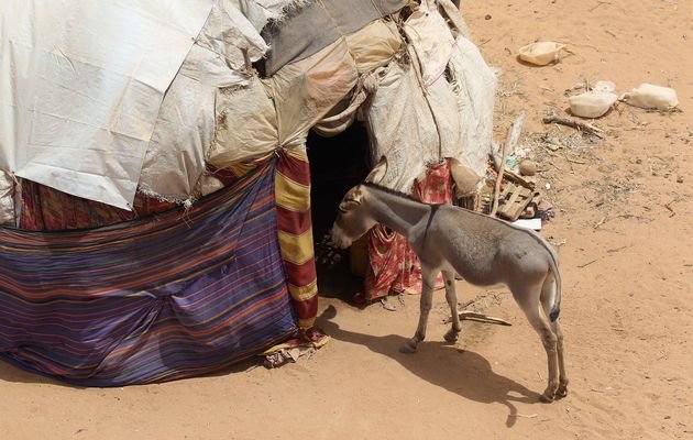 Asscumulators's profile picture. The Home of #ASSFRIDAY, Accumulator Tips and You, The Gambling Pervert's of Twitter!