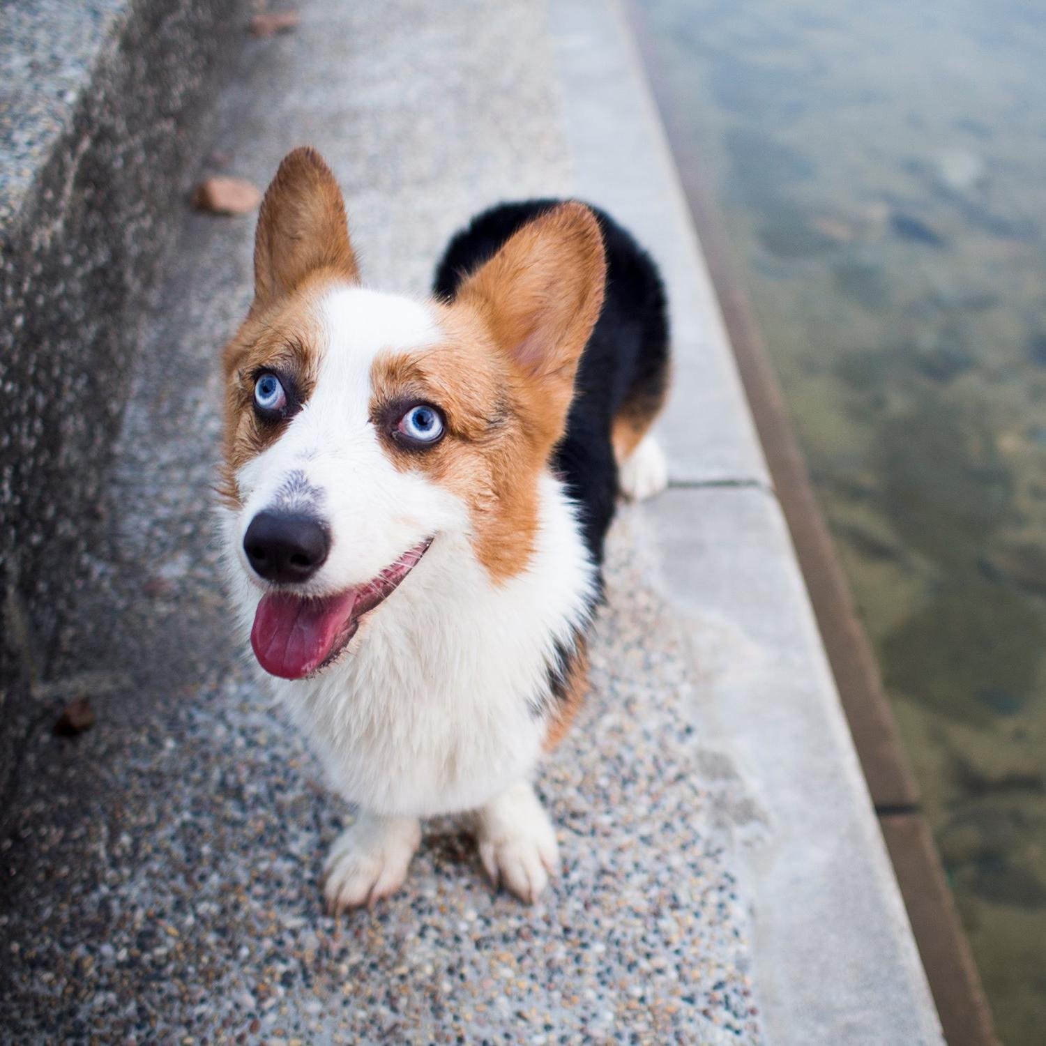 congyuan's profile picture. ceased use since 2013