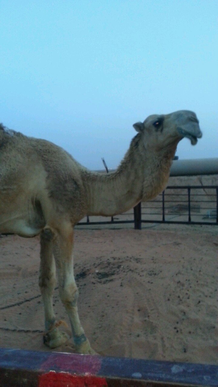 ‏سبحان الله وبحمده