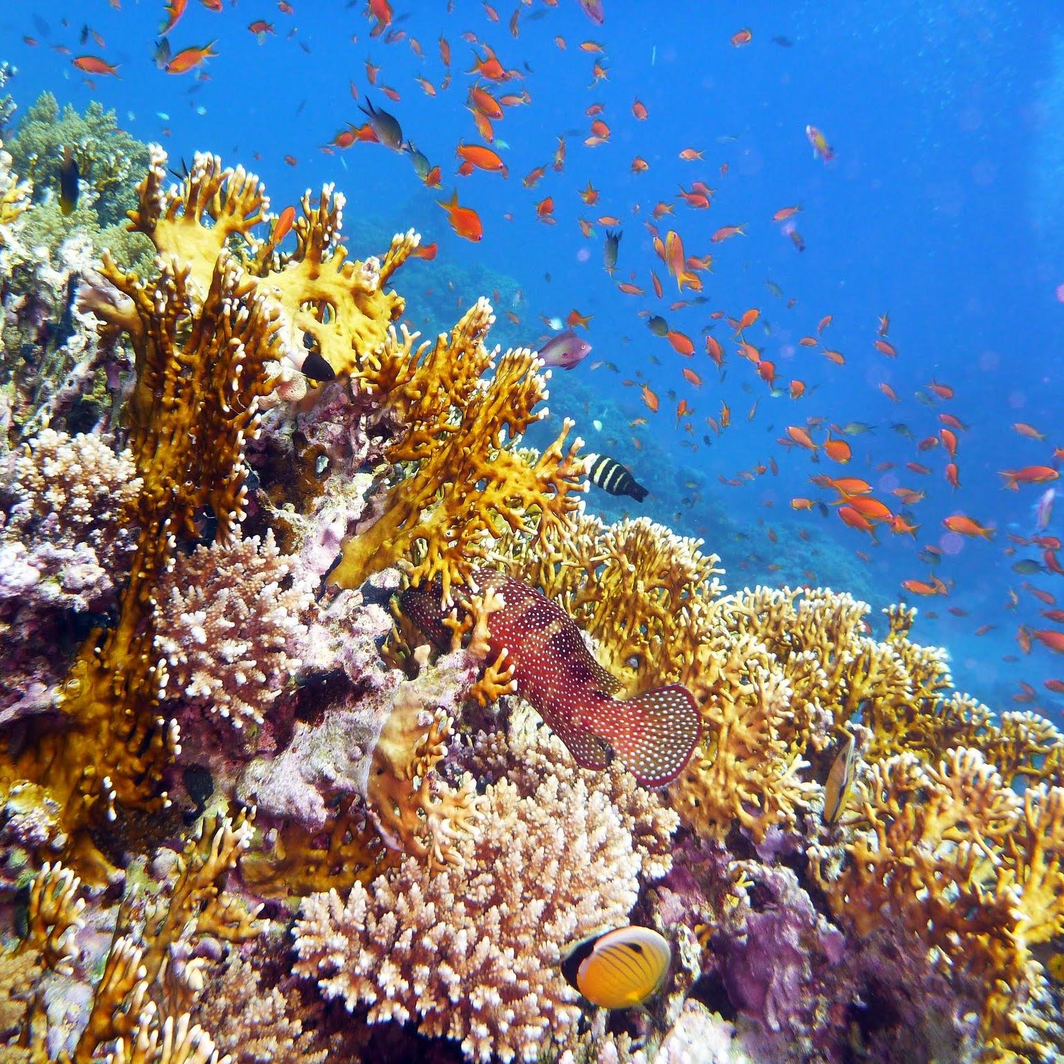 Agand2310's profile picture. Pulvis et umbra sumus.

A kto chce być wolnym i prawe ma serce, 
Niech walczy, niech cierpi, choćby w poniewierce.