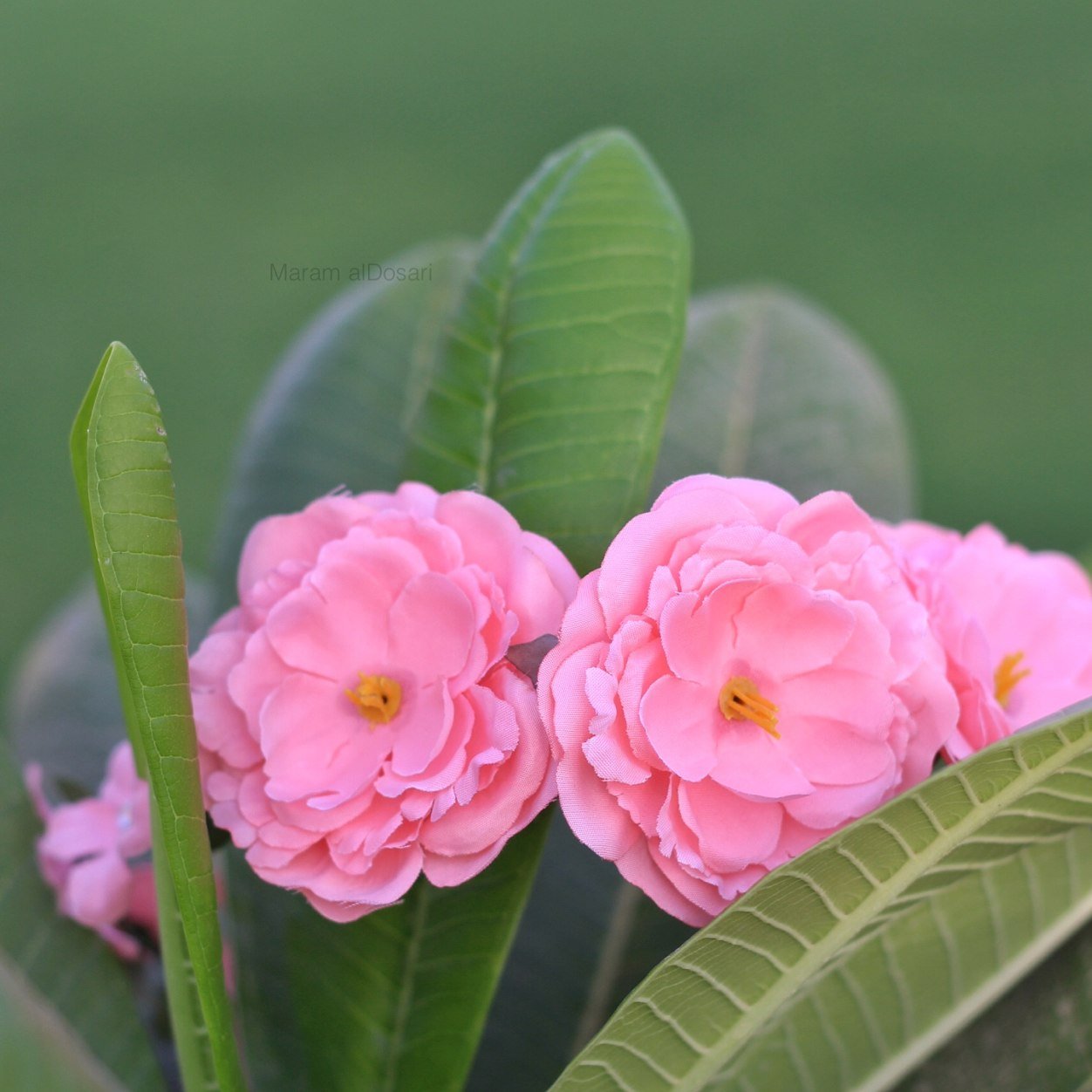 mra_am's profile picture. ((اهوى التصوير.)) تغريداتي مقتبسه وذائقتها ❤