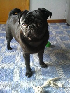 gontamu82312's profile picture. 3度目の正直！！このアカウントでよろしくどおぞ〜(∩^o^)⊃━☆  ごんちむ大好きパグ大好き〜♥