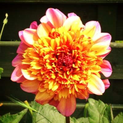 OfficeGardener1's profile picture. Continually learning what nature has to offer. Looking at wild food, foraging, hedgerow herbalism, plant lore, wildlife protection, and native species