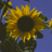 JaniceJaniec's profile image