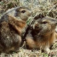 The Silent Lemmings 💧 (@leftofcolin) 's Twitter Profile