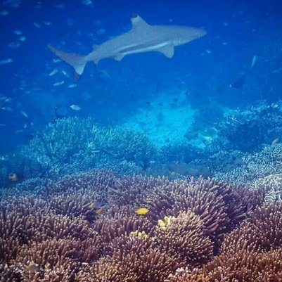 Sekedar berbagi berbagai informasi tentang lautan. Marine Conservation - Underwater Photography - Water Sports - Ocean Trip - Islands Info - Travel Blog