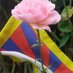 Walter Bittner (@tibetseele) Twitter profile photo Walter Bittner (@tibetseele) Twitter profile photo