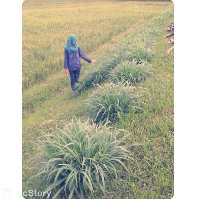  231F3B36 
