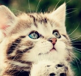 NsG_Shadows's profile picture. Streaming at least a few times a week with lnnspire and Punnji. Check him out on twitch or YouTube.