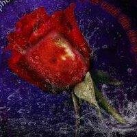 nancyw677's profile picture. 