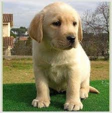 sou um filhote de labrador,a minha dona é a @BlackwidowDepre,tenho como irmãos @MaxLaufeyson e @LadyDaisyAsgard