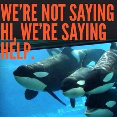 orcalover84's profile picture. film student, wildlife lover, @smpieraquarium volunteer, supports @healthebay, #Tweet4Dolphins #NoOrcasInCaptivity #FreeLolita #FreeTilikum #SaveSharks&Rays