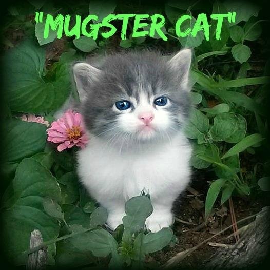 MugsterCat's profile picture. The Original Mugster Cat, Munchkin kitten, cat. AKA BRAT CAT. In Charge Cat! Follow me!