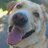 dANDI_xz's profile image