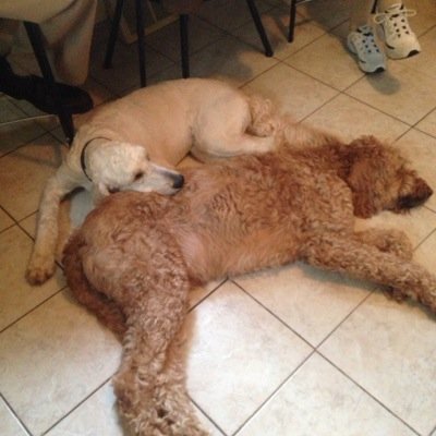 dloves2volly's profile picture. 