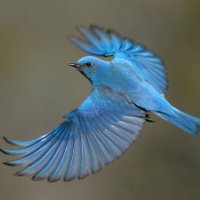 Cherise Daniels (@mountainbluecvd) 's Twitter Profile