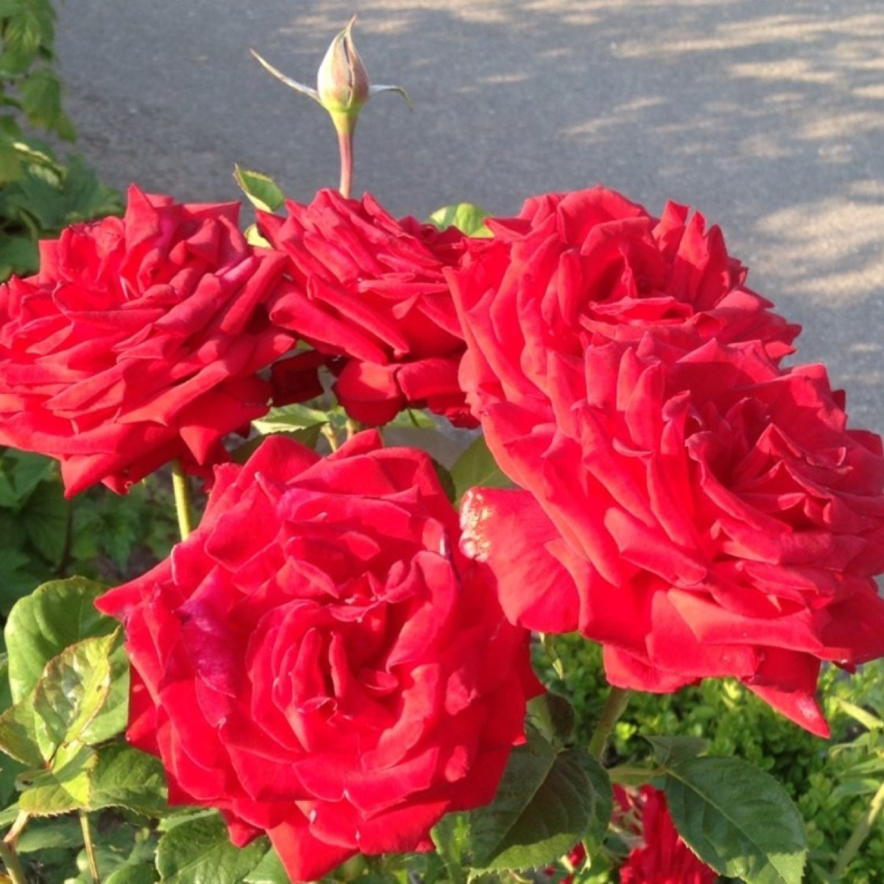 EdithEdith86's profile picture. 