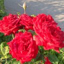 Edith Schindler - @EdithEdith86 - Twitter