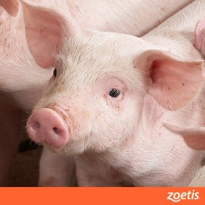 Zoetis is committed to sharing info on the pork industry with partners who share our passion for animal health and the productivity of livestock.