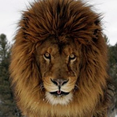 True lion facts
