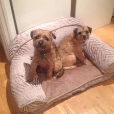 FayeParnaby's profile picture. Bashful Bridie (12) and Boisterous Barney (9) live with mum and dad in Tadcaster. Proud members of #btposse