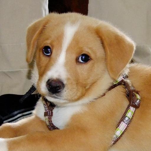 GracefullyMixed's profile picture. My name is Grace and I'm Lab mix. don't know with what, but I'm excited to be here to start my new life, and hope you enjoy following me around as I grow.