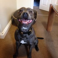 gary bell (@bladeelvis) 's Twitter Profile