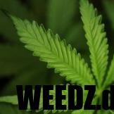 https://t.co/rjifMqhqyC - News about Weed, Cannabis and more, visit us!! =)