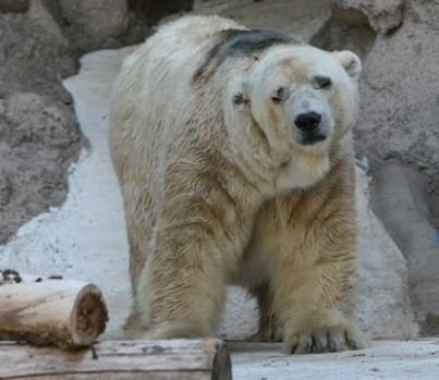 Save_Arturo's profile picture. This Is The Official IndieGoGo Campaign to Save Arturo, the Polar Bear, From Finishing His Life In Such Miserable Conditions.