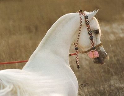 آمل الحربي