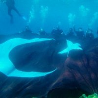 mustafa (@vizeryas) 's Twitter Profile