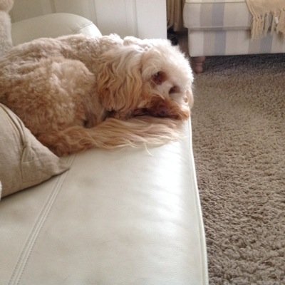 speirs_pamela's profile picture. 