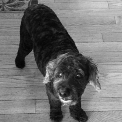 SeamusDawg's profile picture. Life has gone to the dogs, THE DAY IS MINE!