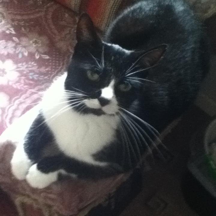 Tuxedo # 1. Like to share mi hoomins food. Think that some of the male hoomins are a total lost cause and why mi hoomin bothers with them I not know.