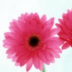 BigBrotherFanzz's profile picture. 