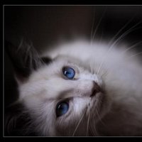The Forgotten Soul (@soulofthee) 's Twitter Profile