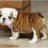 SikestonGrowler's profile image