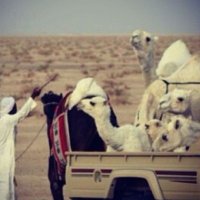 ..ربما ششاععر؟
