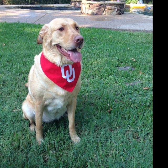 #savealab #golf #boomersooner