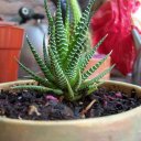 Silvia Báez - @RulitosMarrones - Twitter