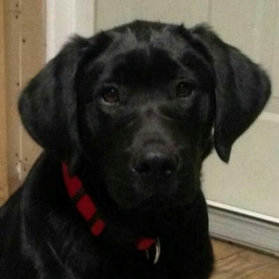RealNugeFan77's profile picture. 