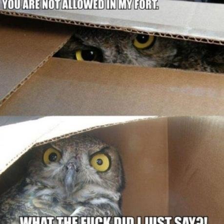 My New Year's resolution is to be more apathetic.