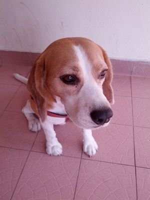 FooSuAnne's profile picture. 