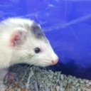 miles crawford - @lolo_torres12 - Twitter