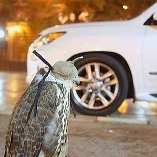 ‏إذا سألت الجنة لاتقل
اللهم أسألك الجنه
لان هناك من يدخل الجنة بعد النار
ولكن قل
اللهم إني أسألك الجنه بغير حساب ولا سابق عذاب
